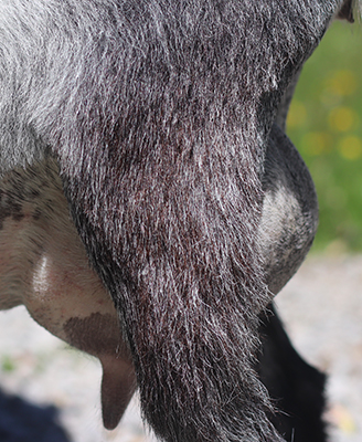 Lesperance Crazy Train